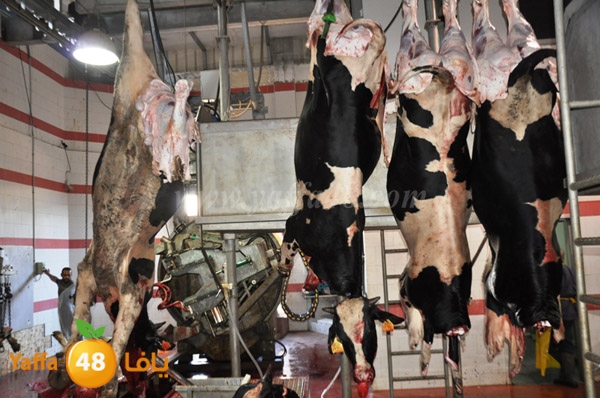 Jam3iya la7m3n (31).JPG